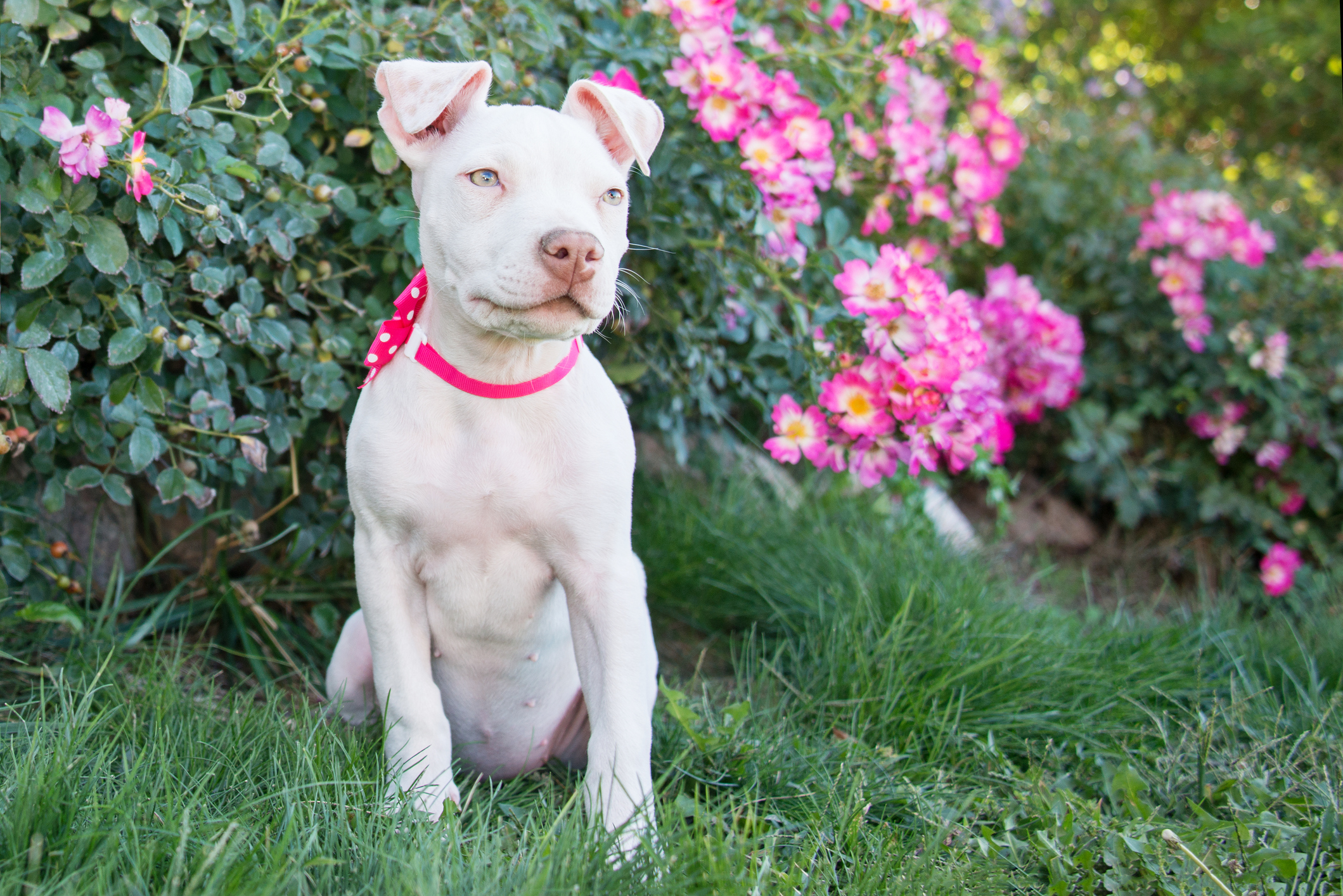 Adorable Pit Bull Terrier Puppy