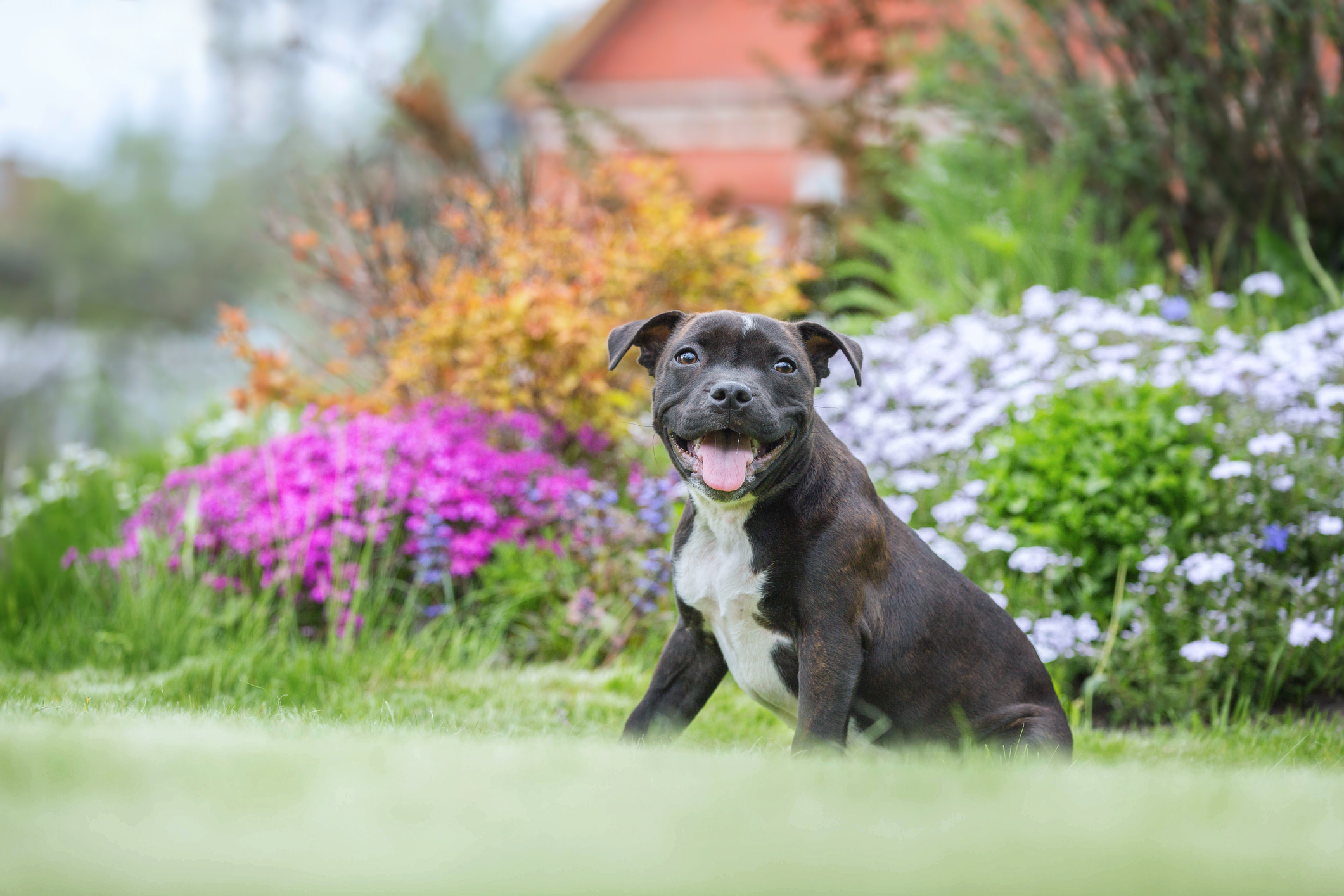 Portrait of a staffordshire bull terrier puppy