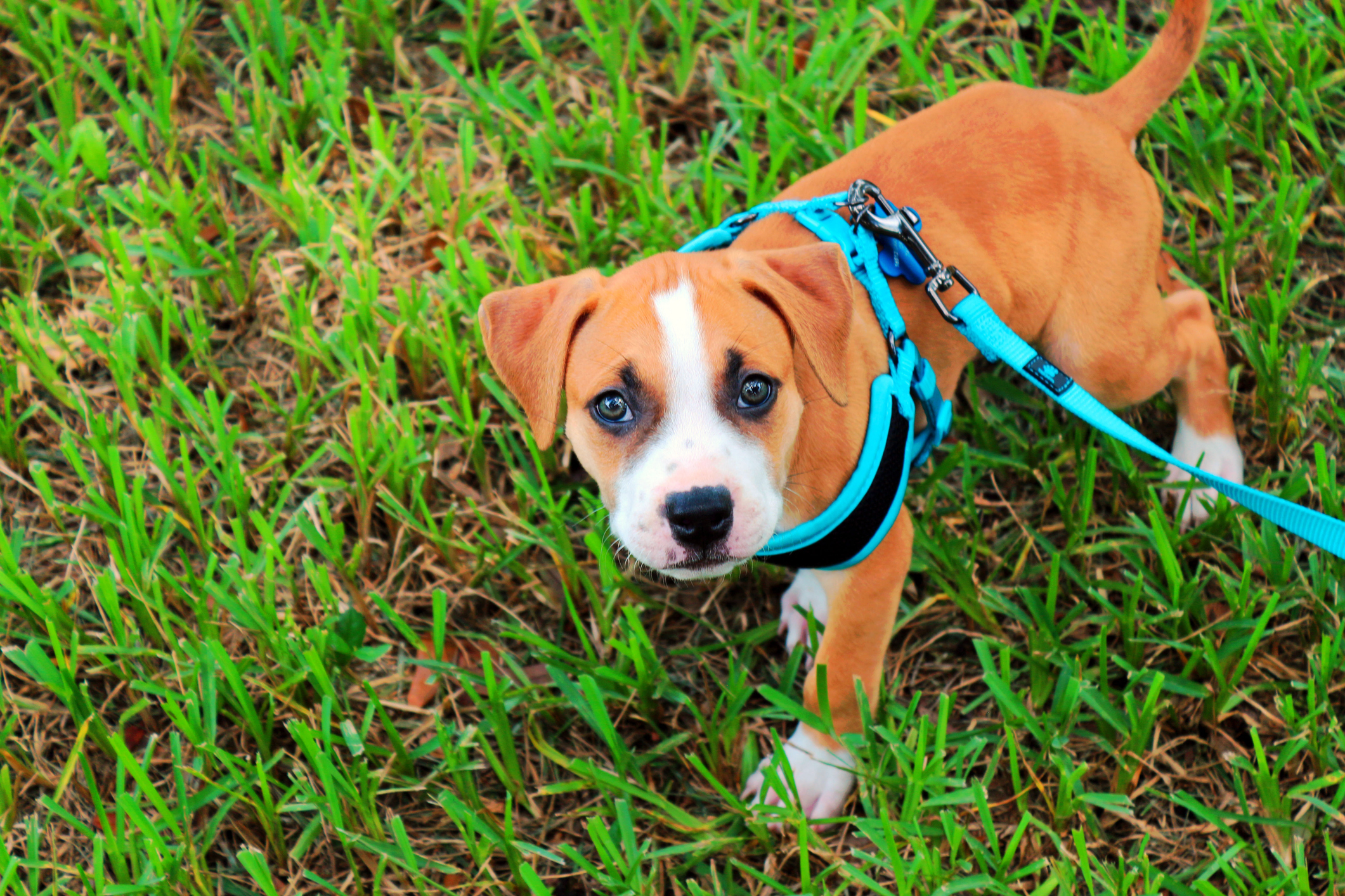 Puppy wearing a harness in the grass.
